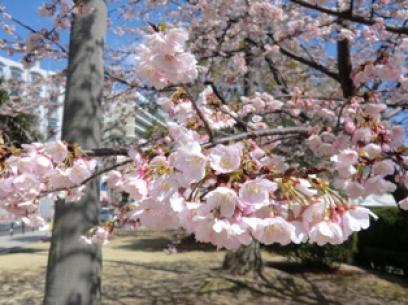 大寒桜２