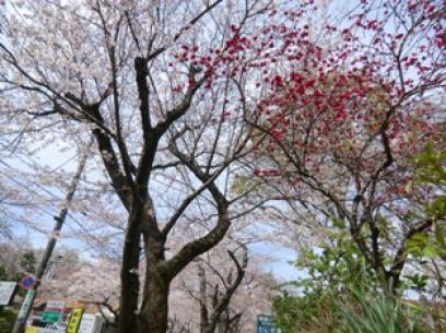 伊豆高原の桜2