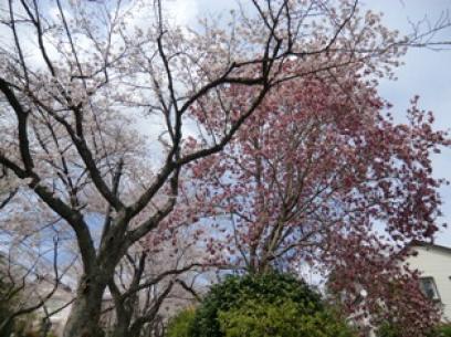 伊豆高原の桜3