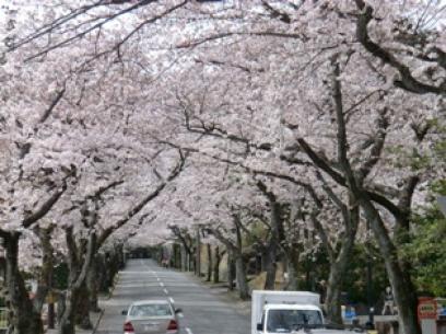 伊豆高原の桜4