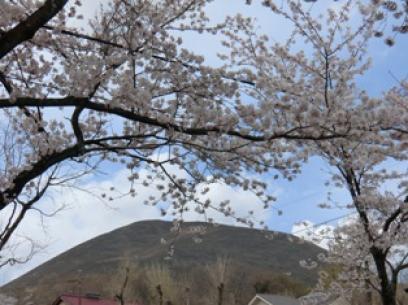 伊豆高原の桜5