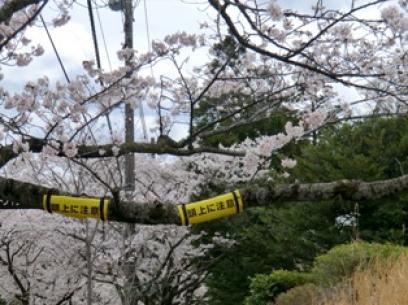 伊豆高原の桜6