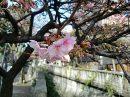 あたみ桜6