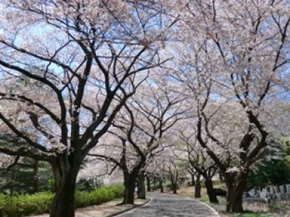 津田山の桜１