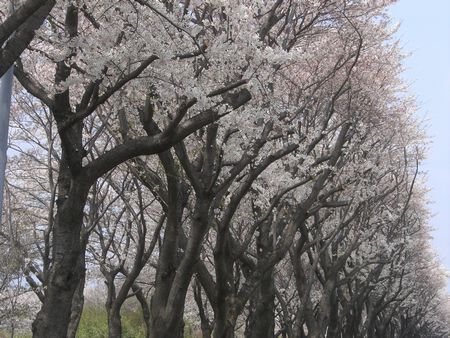 07sakura02