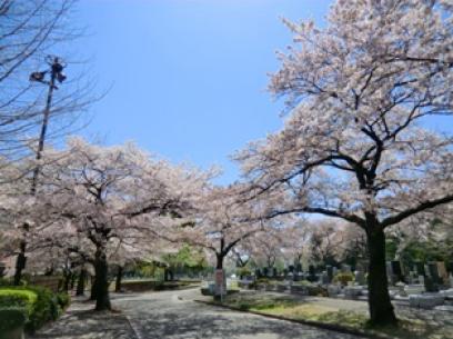 津田山の桜２