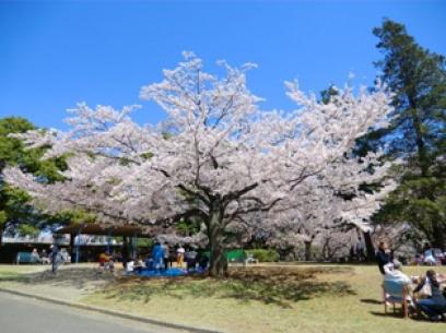 津田山の桜3