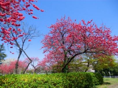 津田山の桜4