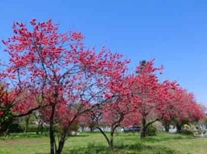 津田山の桜5