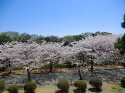 津田山の桜6