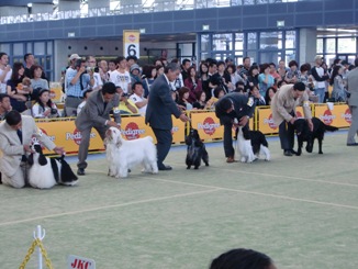 ドッグショー２.JPG
