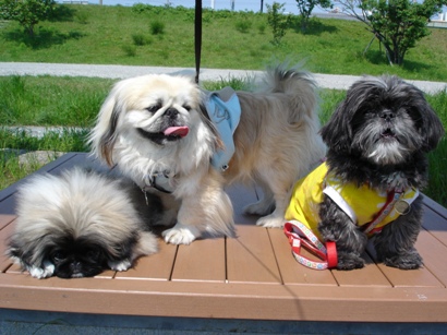 くるあず公園３犬4.29.JPG