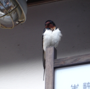 今年初つばめ.JPG