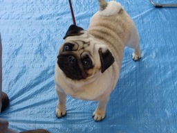 パグ.JPG