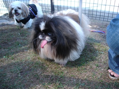 10.16 しし丸君.JPG