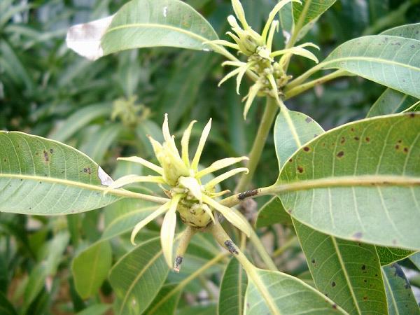 マンゴー花芽１