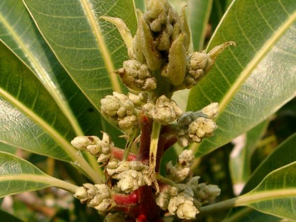 マンゴー花芽２