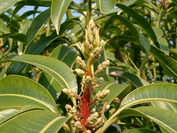 マンゴー花芽３