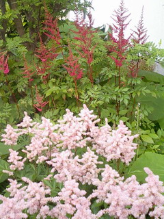 アスチルベ…？