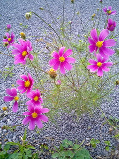 コスモス