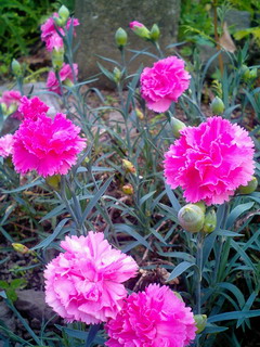 カーネーション２