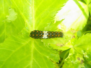 キアゲハ赤ん坊