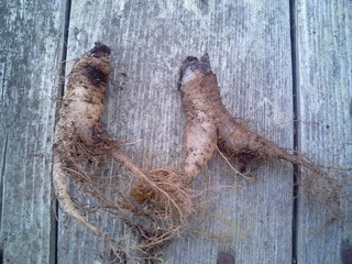 なんじゃこりゃあ！