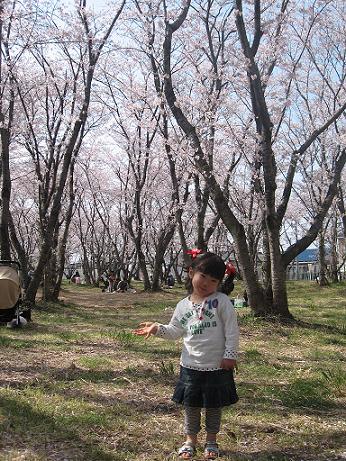 お花見