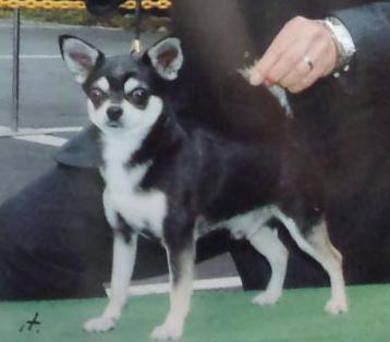 カリメロ　チャンピオン完成