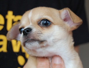 DSC_0061 - コピー.JPG