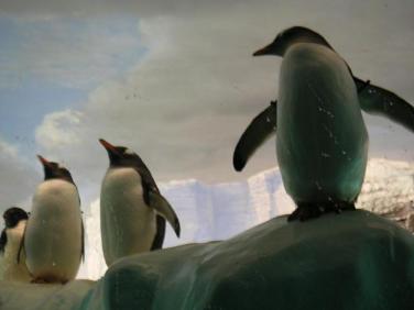 ペンギン
