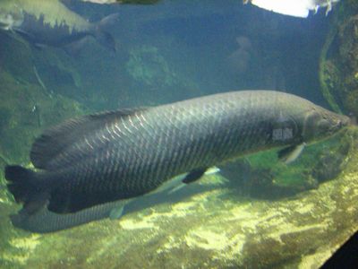 なんかゴツゴツしよる魚