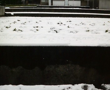 雪1　2008.1.21