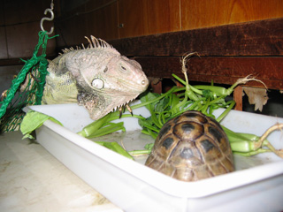 あんた　だれ？