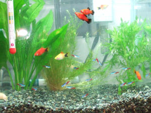 熱帯魚02.jpg