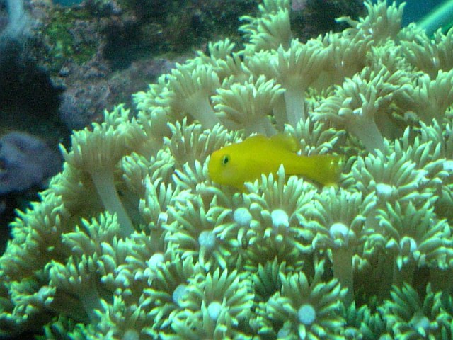 キイロサンゴハゼ