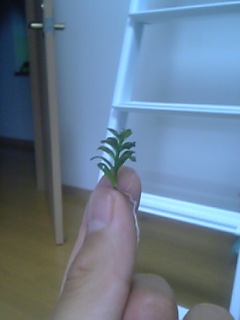 アルアナの夕焼け