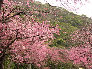 2007　桜４