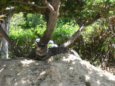 ここで休むか･･･ニャ