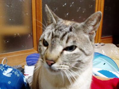 ガラの怪我　２