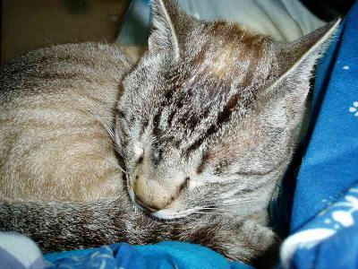 ガラの怪我　３