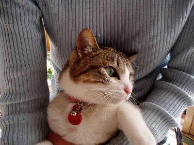 猫パンチちゃんが来てくれまちた。