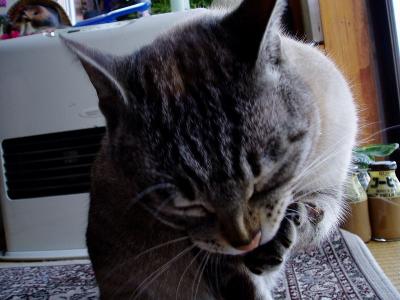 ボクの毛づくろい　２