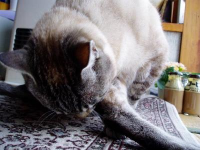 ボクの毛づくろい　２