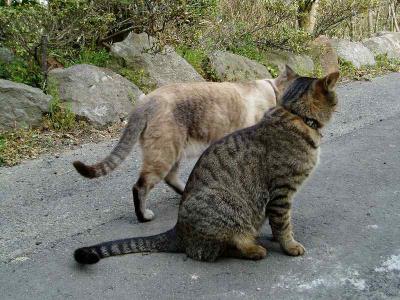 しょうがないにゃ･･･