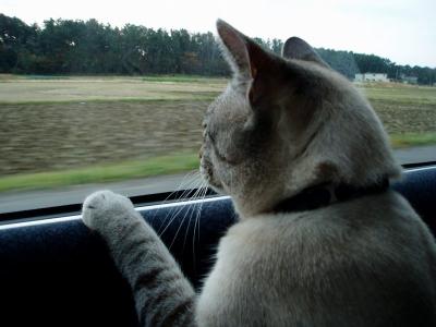 目が離せにゃい