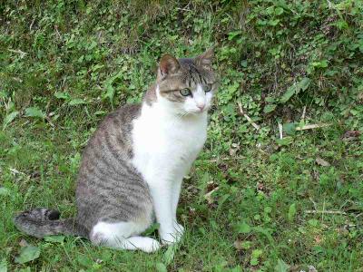 私は行かにゃい