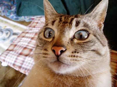 ビックリしたにゃ