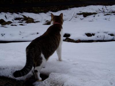 何か･･･動いたようにゃ･･･