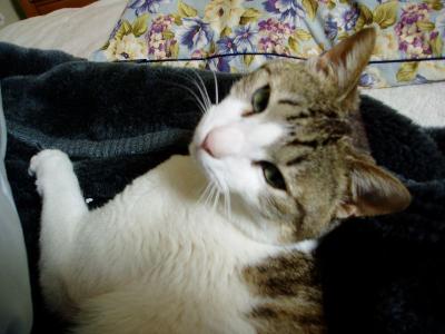 寝過ごしたかにゃ